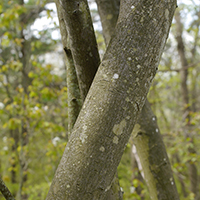 Close up of serviceberry bark