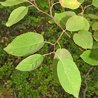 Vue rapprochée des feuilles de l’amélanchier