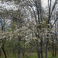 Image of serviceberry tree