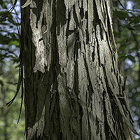 Close up of shagbark hickory bark