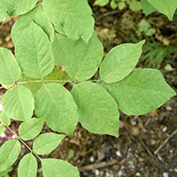 Close up of white ash leaves