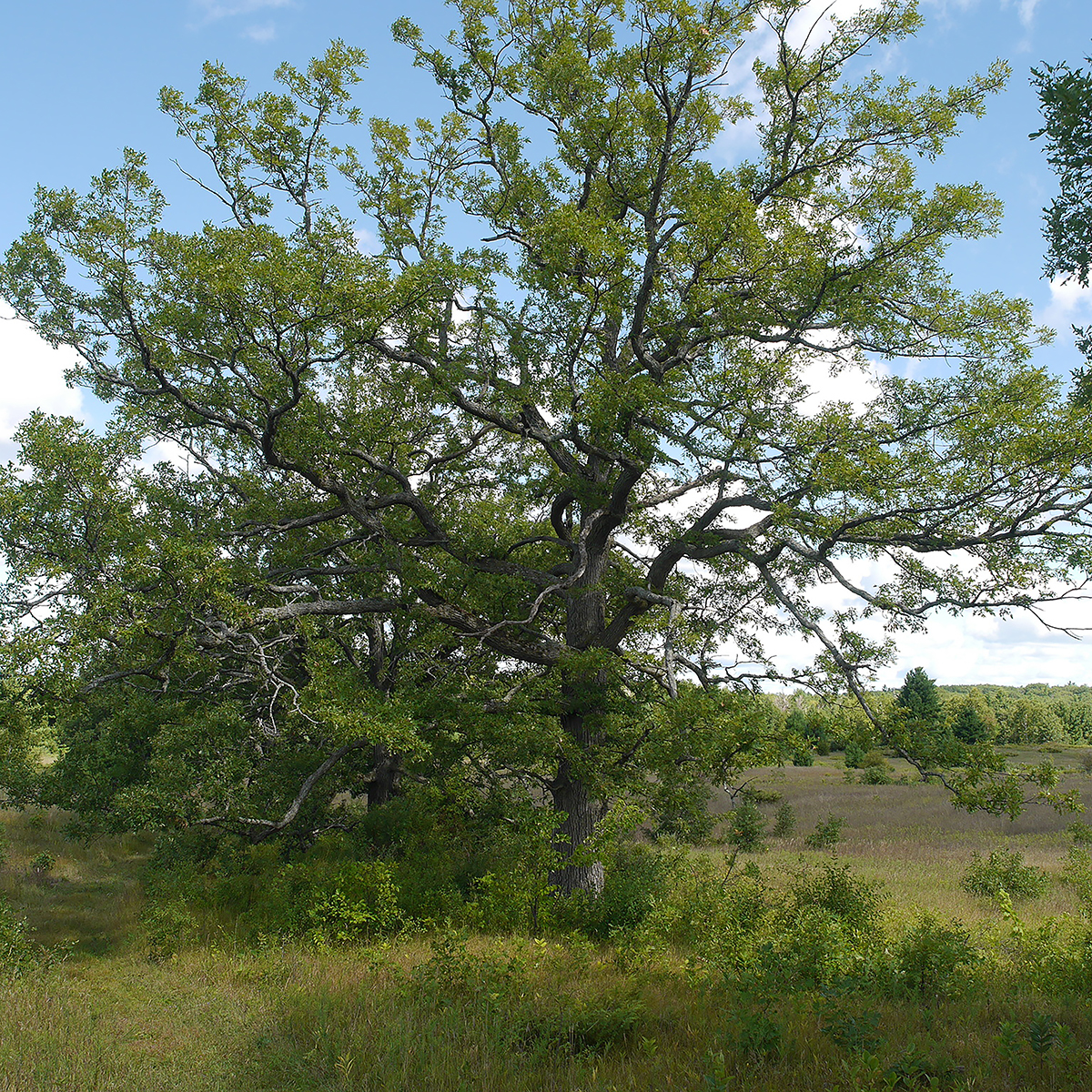 Oak  A Foraging Guide to Its Food Medicine and Other Uses