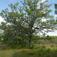 Image of white oak tree.