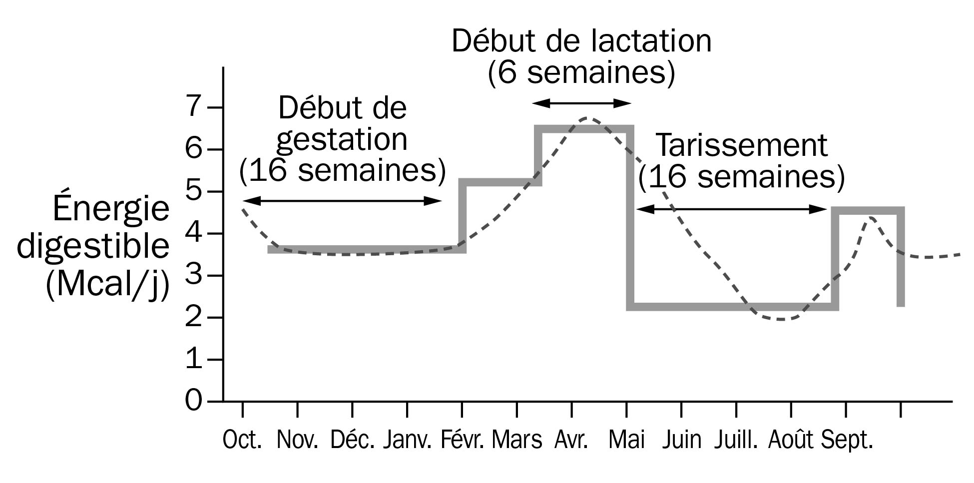 Besoins approximatifs en énergie digestible quotidienne des brebis d’élevage aux divers stades de production, montrant les besoins nutritionnels relatifs variables des brebis au cours d’un cycle type de production.