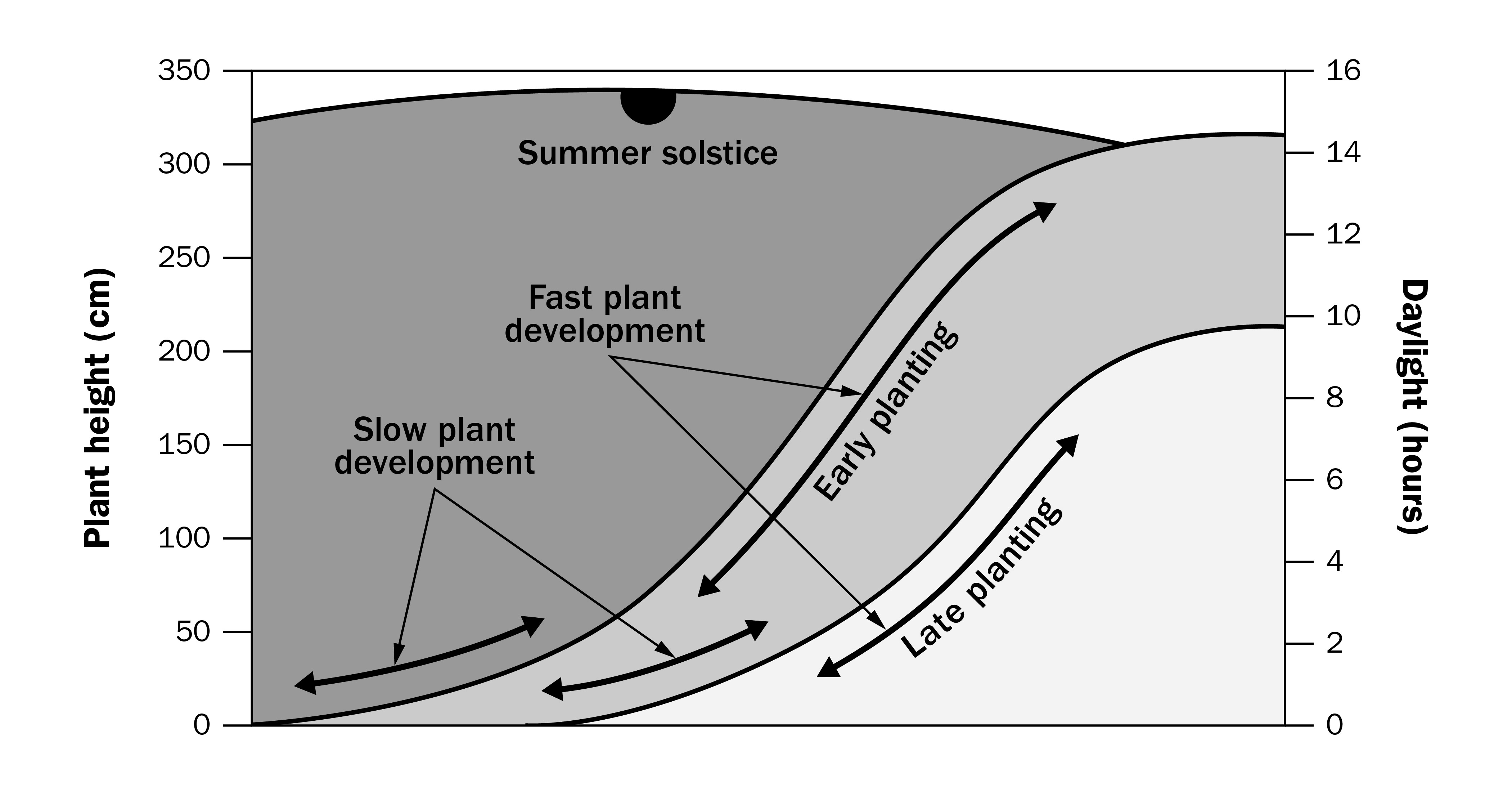 Graph showing the effect of seeding date on plant development. Daylight hours on the right and plant height on the left