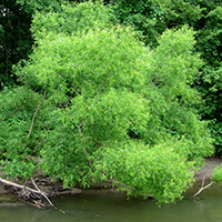 Image of black willow tree