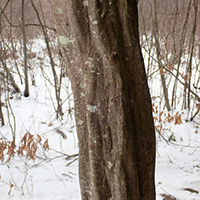 Close up of blue beech bark