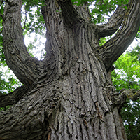 Close up of bur oak bark