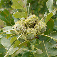 Close up of bur oak fruit (acorns)