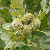 Vue rapprochée des fruits (glands) du chêne à gros fruits