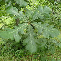 Close up of bur oak leaves