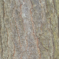 Close up of eastern hemlock bark