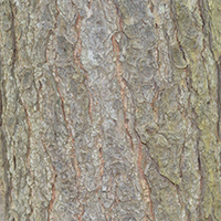 Close up of eastern hemlock bark