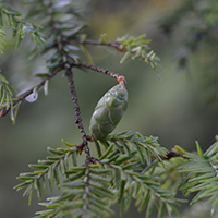 Close up of eastern hemlock cones