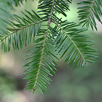 Vue rapprochée des épines de la pruche du Canada