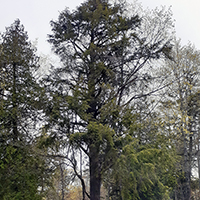 Image of eastern hemlock tree