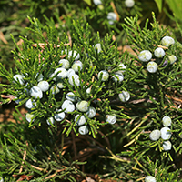 Close up of eastern redcedar cones