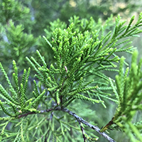 Close up of eastern redcedar leaves/needles