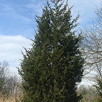 Image of eastern redcedar tree