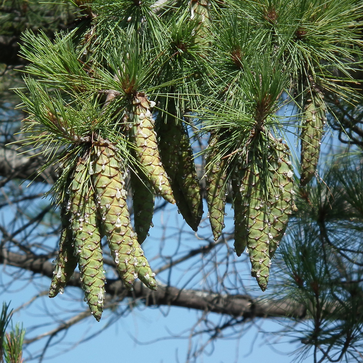 Eastern white pine