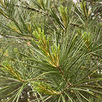 Vue rapprochée des épines du pin blanc