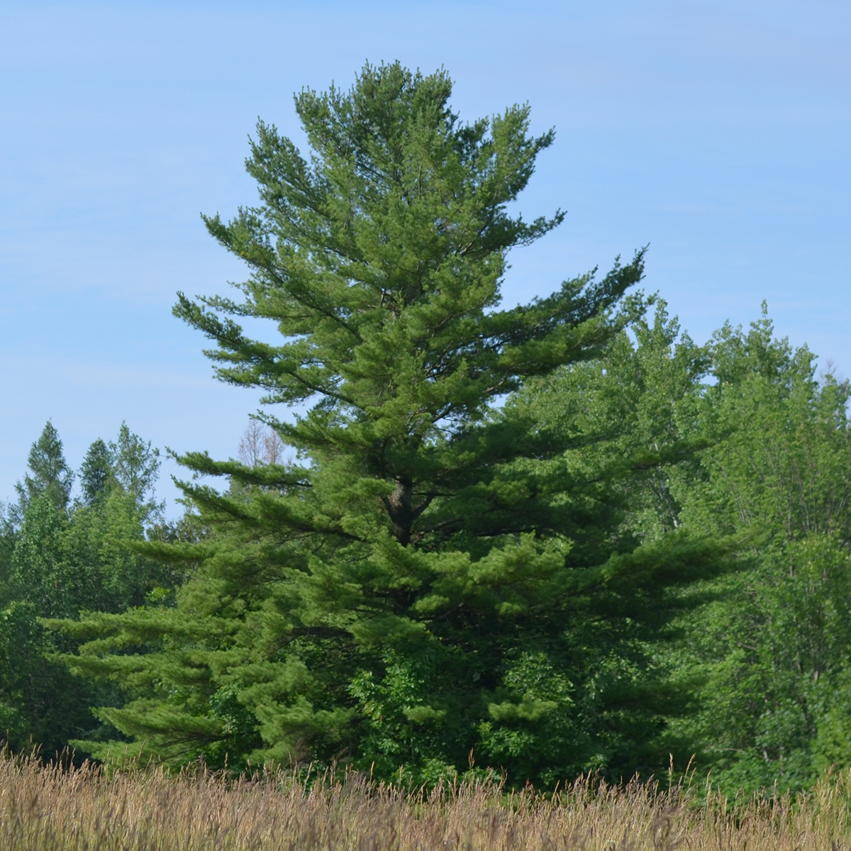 Eastern White Pine