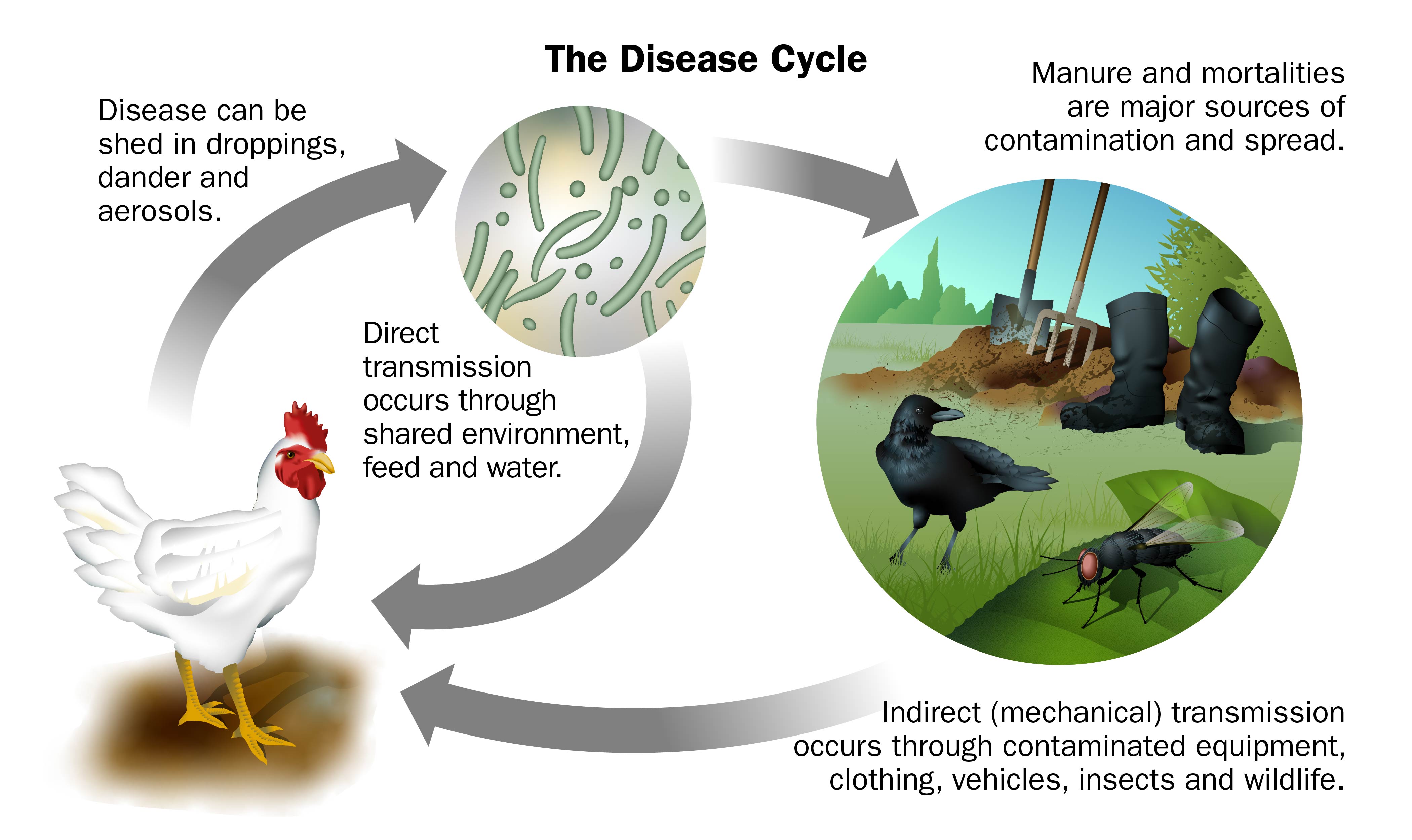 Illustration showing how disease can be spread between migratory birds and domestic flocks.