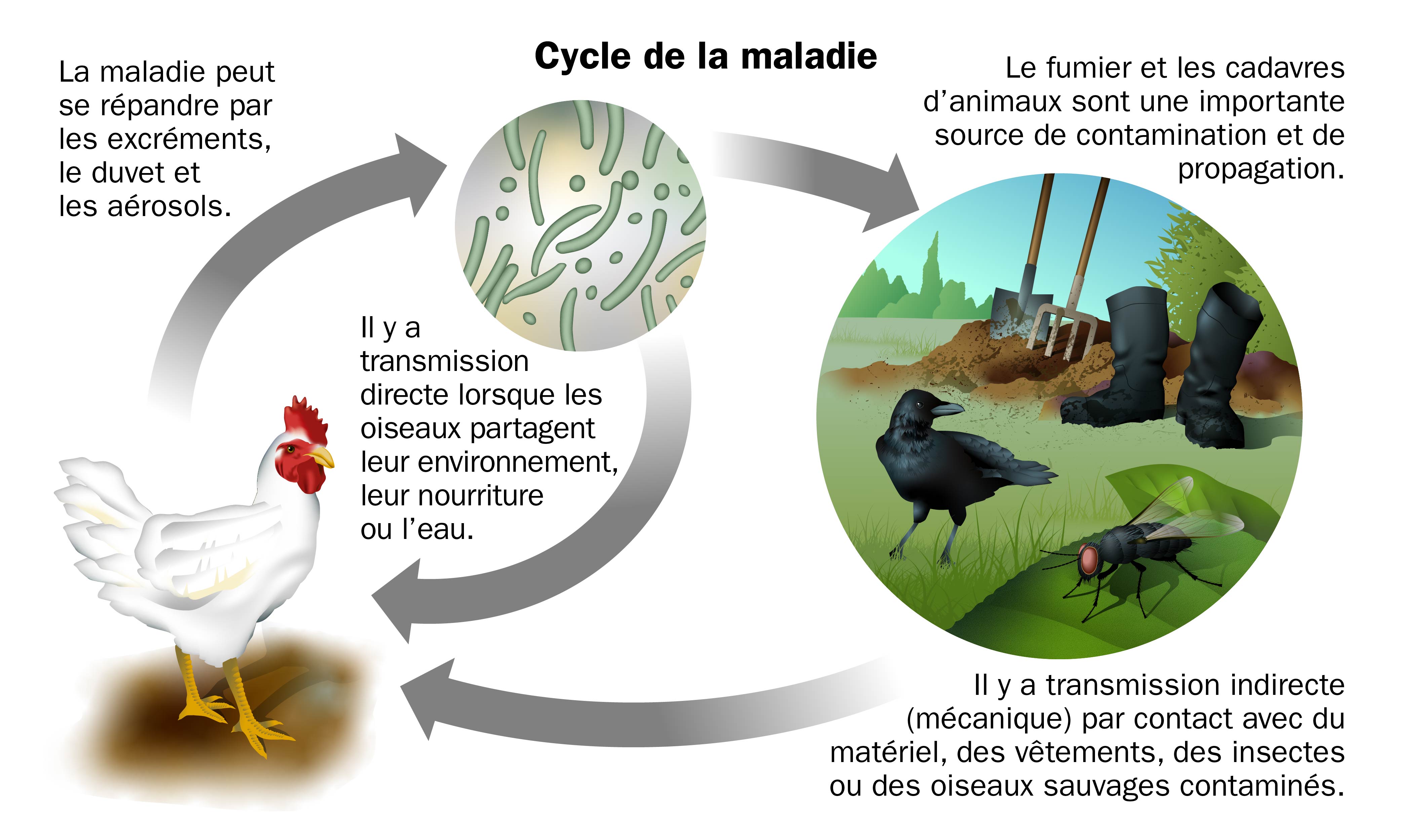 Illustration montrant comment la maladie peut se propager entre des oiseaux migrateurs et un troupeau de volailles domestiques.
