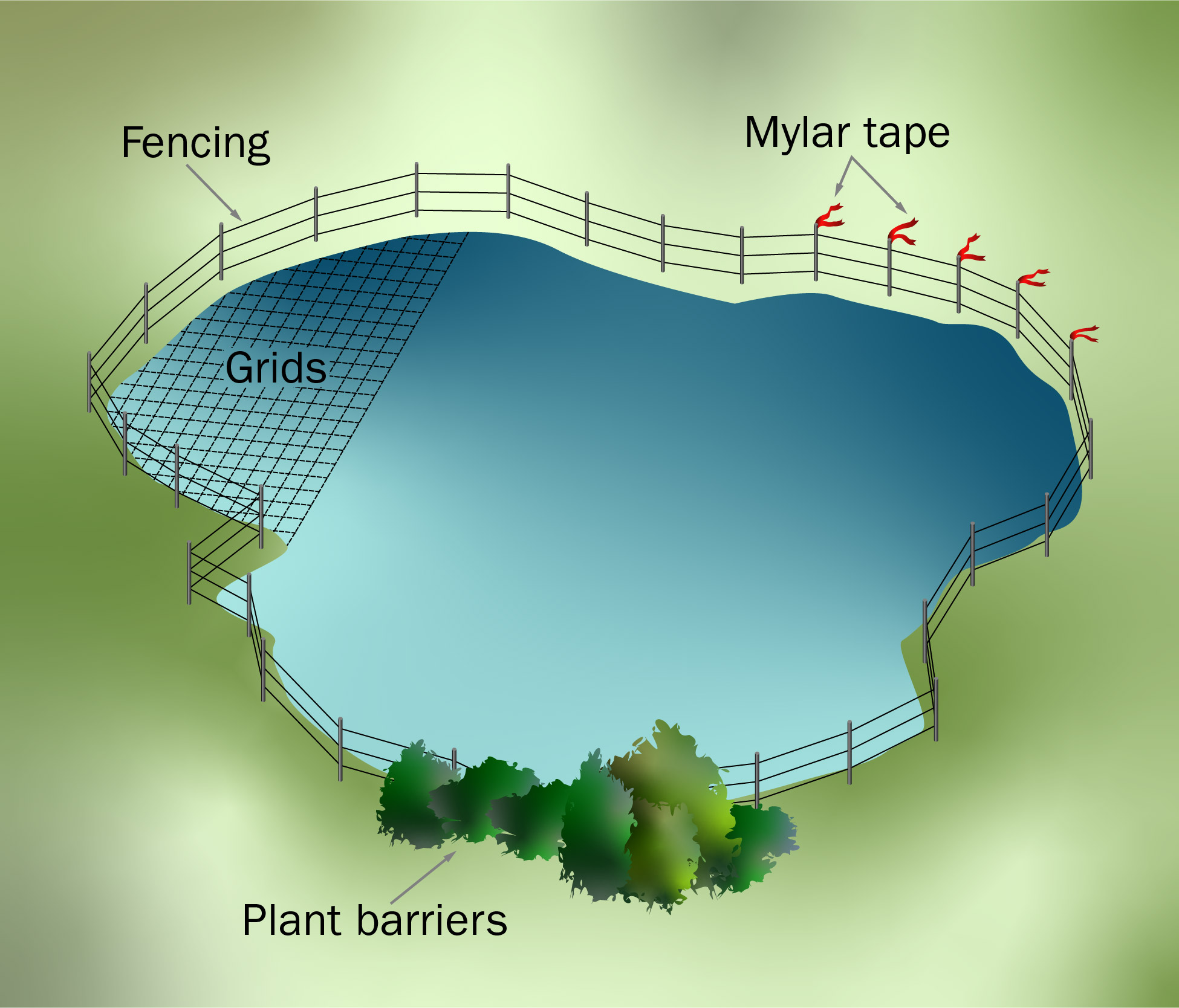 Illustration of a pond showing where to place various deterrents to eliminate bird access to water. Plant barriers are shown at the bottom. Fencing barriers at the top. Grids are on the left side. Mylar tape are on the right side of the pond.