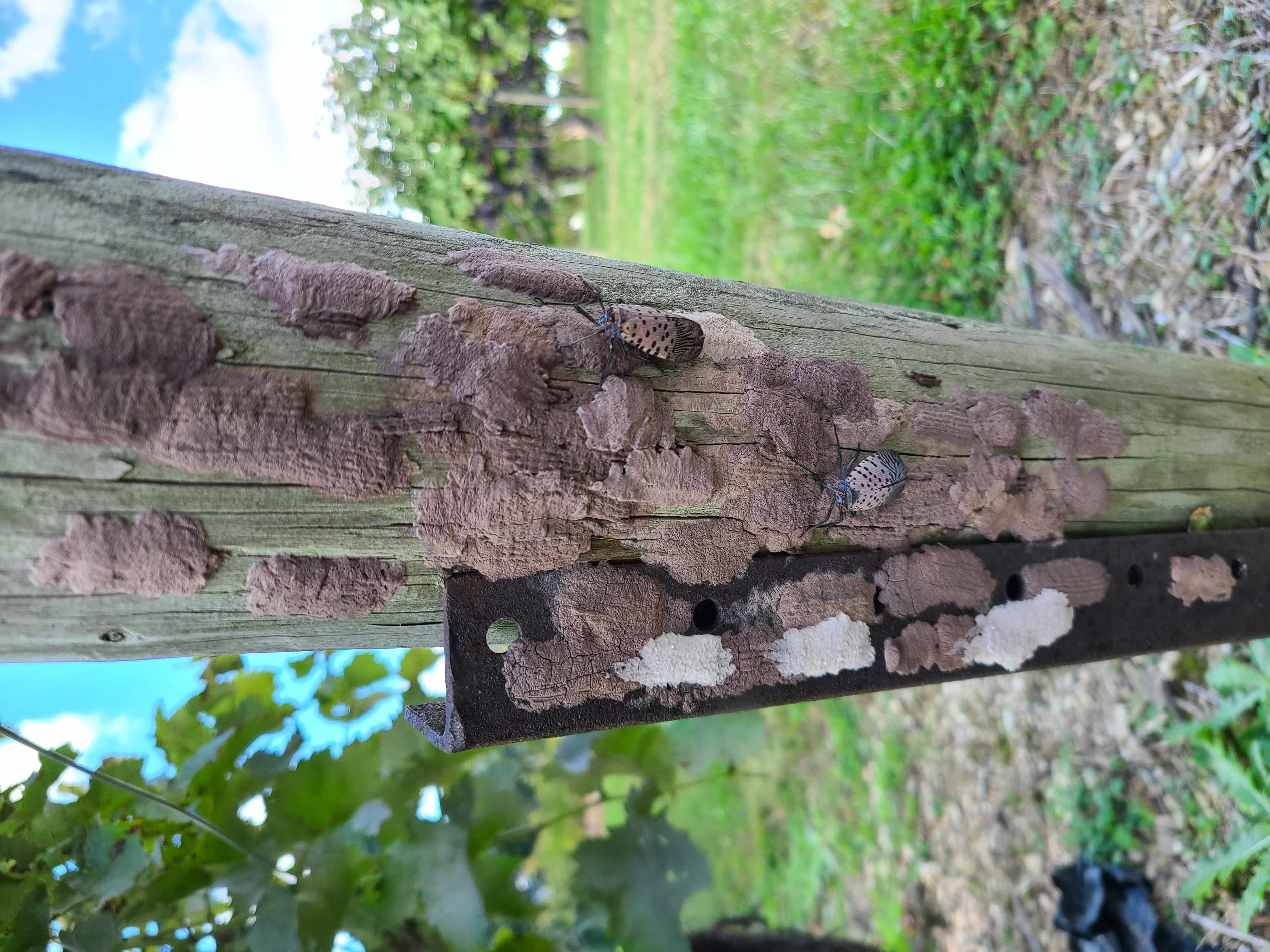 Tree trunk with egg masses