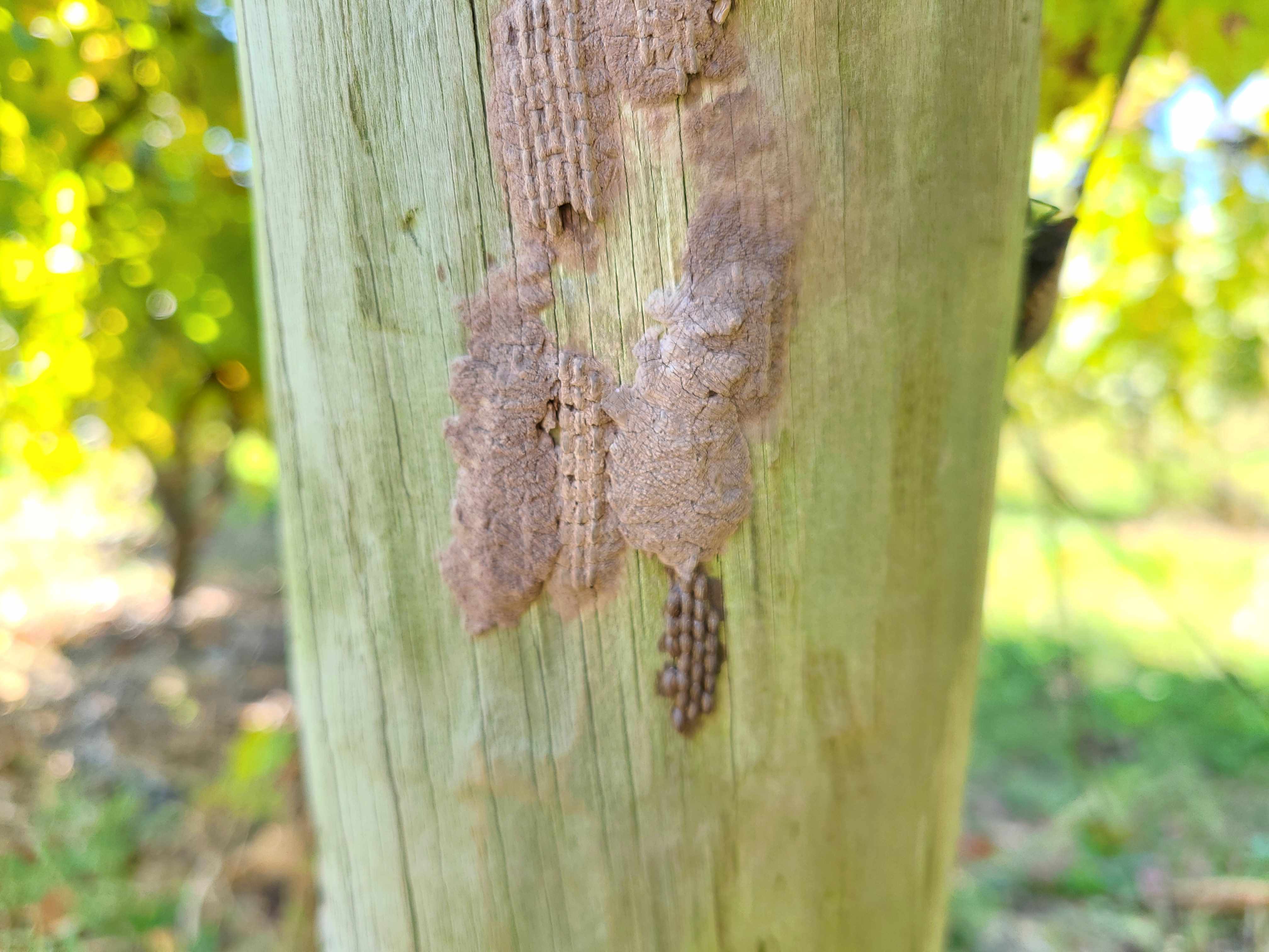 Grapevine post with egg masses