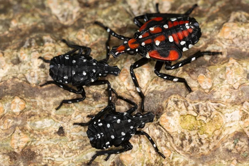 Early and late instar spotted lanternfly nymphs
