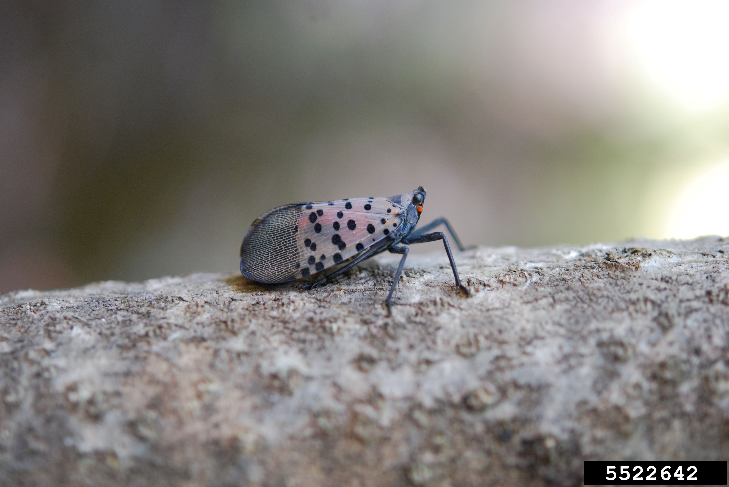 Adult spotted lanternfly, wings closed