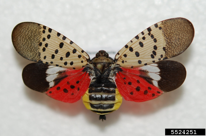 Adult spotted lanternfly, wings open