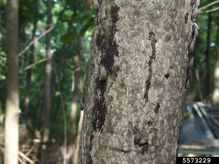 Understory plant with sooty mould