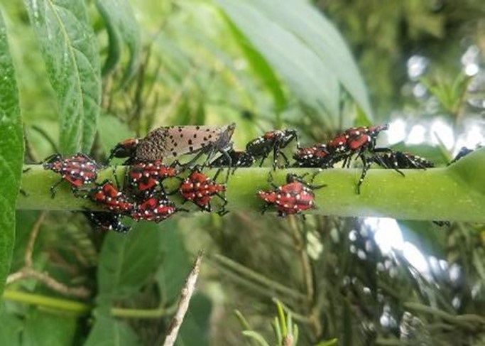 Adult and fourth instar nymphs