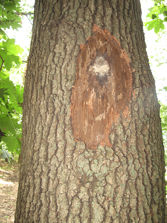 fungal mat on oak stem caused by oak wilt fungus