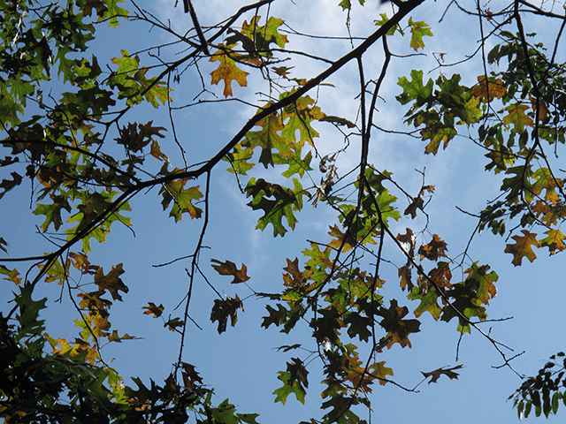oak wilt damage on oak leaves