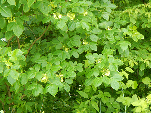 Common Hoptree