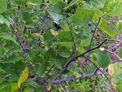 Dwarf Hackberry