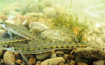 A photograph of Eastern Sand Darter