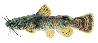 A photograph of Northern Madtom