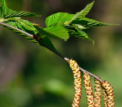 A photograph of the Cherry Birch