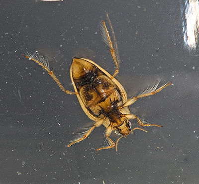 A photograph of a Hungerford’s Crawling Water Beetle