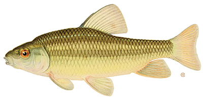 A colour painting of a Lake Chubsucker