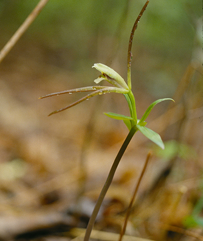 Une photo de l’Isotrie verticillée en fleur