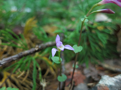 A photograph of a Nodding Pogonia orchid in bloom