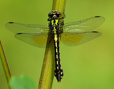 A photograph of a Pygmy Snaketail