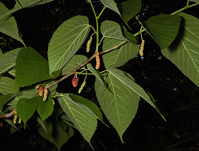 A photograph of Red Mulberry leaves, flowers and fruit