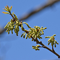 Vue rapprochée des fleurs du chêne jaune